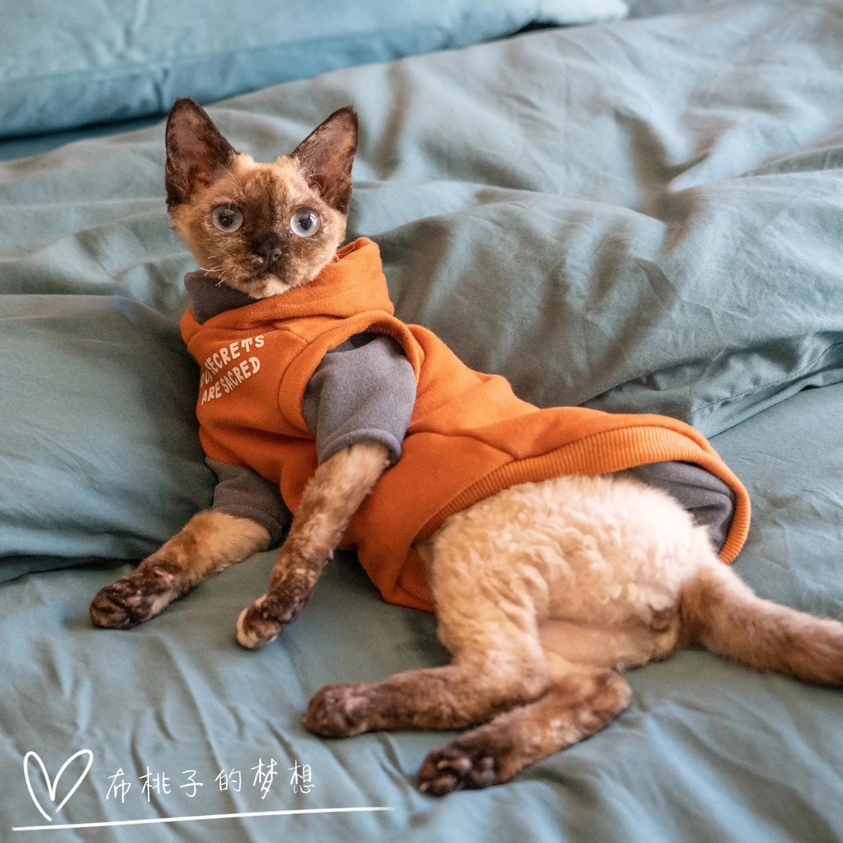 Fashion Sweatshirt Coat Suit for Sphynx Cat | Thick Warm Winter Costume for Kittens | Soft Orange Jacket for Devon Cats